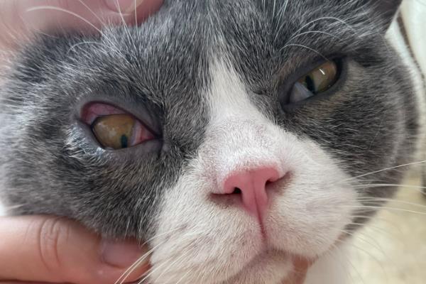 猫大小眼的原因,可能是基因所致
