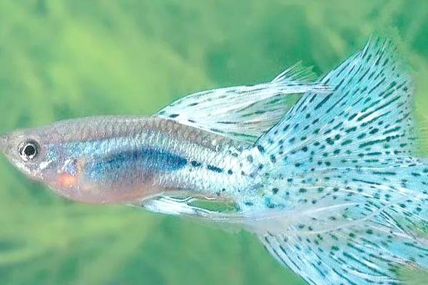 凤尾鱼怎么分公母,可以根据体型、外形等分辨