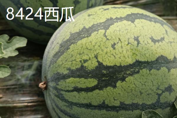 麒麟瓜的主产地,主产于海南和浙江