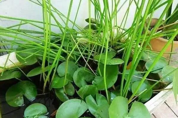 用鱼缸种荸荠的方法，水位要比土壤表面高出3厘米左右