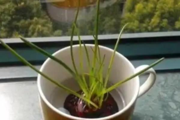 用鱼缸种荸荠的方法，水位要比土壤表面高出3厘米左右