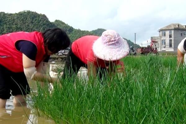 用鱼缸种荸荠的方法，水位要比土壤表面高出3厘米左右
