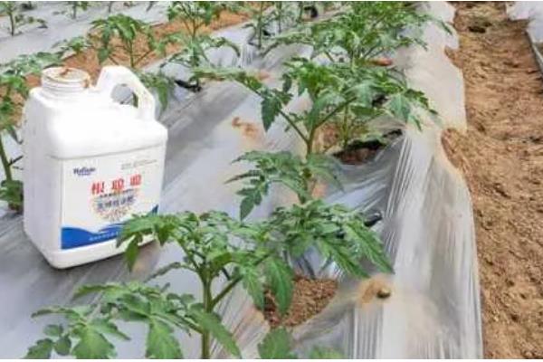番茄浇水过多有哪些症状，会导致植株的根系渍水腐烂