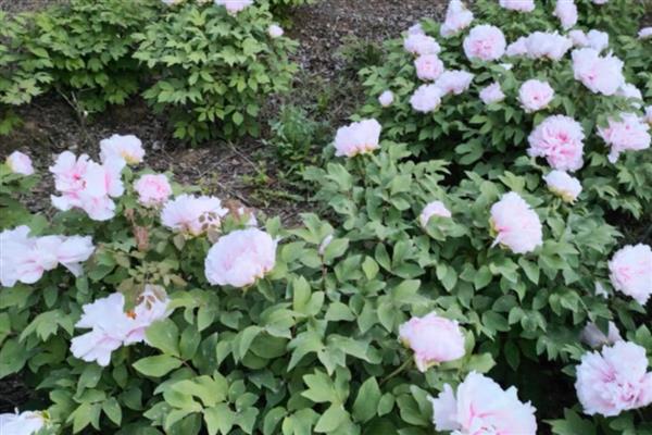 牡丹花的产地,产地有洛阳、菏泽等