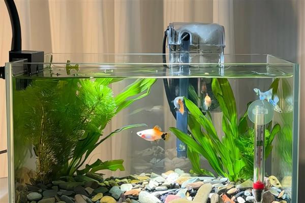 鱼缸水肥对鱼有影响吗，可能会促进微生物的繁殖