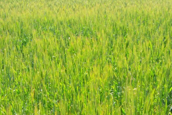 乌克兰适合种植什么农作物，适合种植玉米、小麦、大麦等