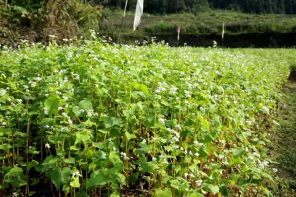 乌克兰适合种植什么农作物，适合种植玉米、小麦、大麦等