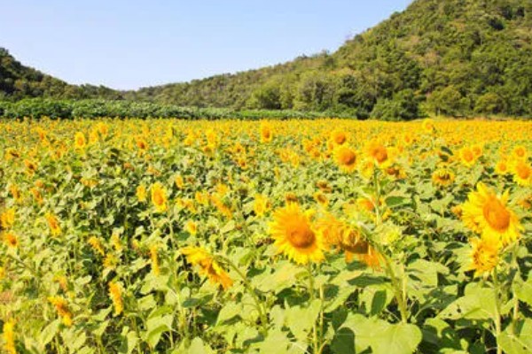 乌克兰适合种植什么农作物，适合种植玉米、小麦、大麦等