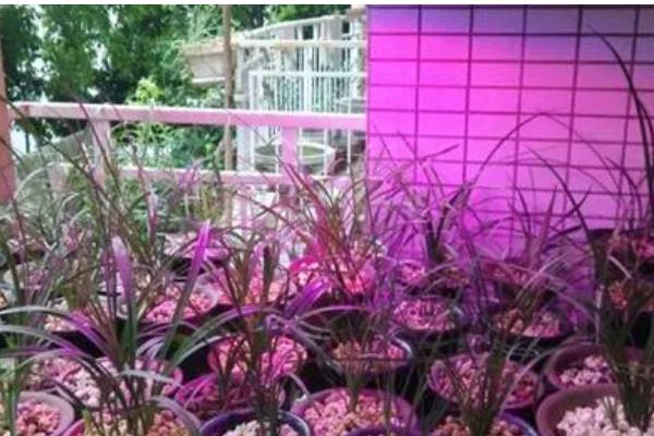 兰花有小飞虫怎么处理,可喷洒香烟水