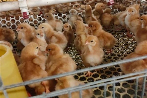 提高鸡苗成活率的方法,把鸡舍温度保持在25-30℃左右