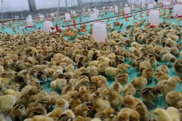提高鸡苗成活率的方法,把鸡舍温度保持在25-30℃左右