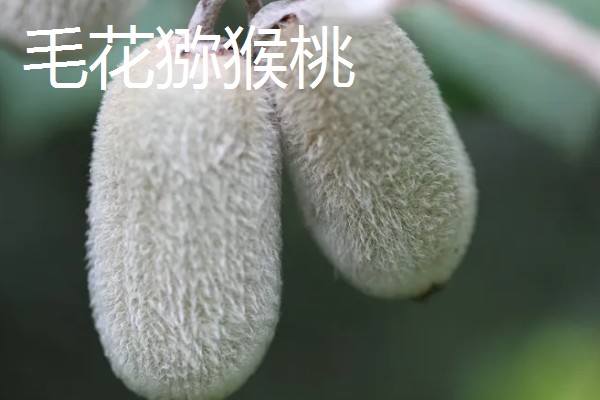 哪些猕猴桃的口感很甜,金猕猴桃、黄心猕猴桃等品种甜度高