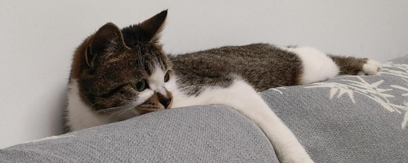 怎样给猫咪泡羊奶粉，先放水再放奶粉