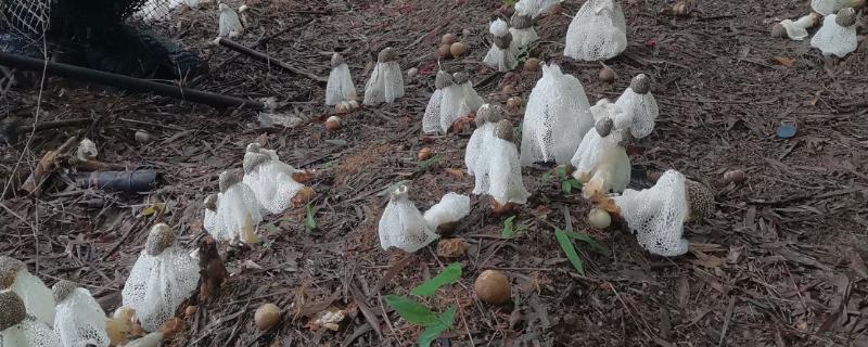竹荪的产地，主要有福建省古田县、贵州省织金县等