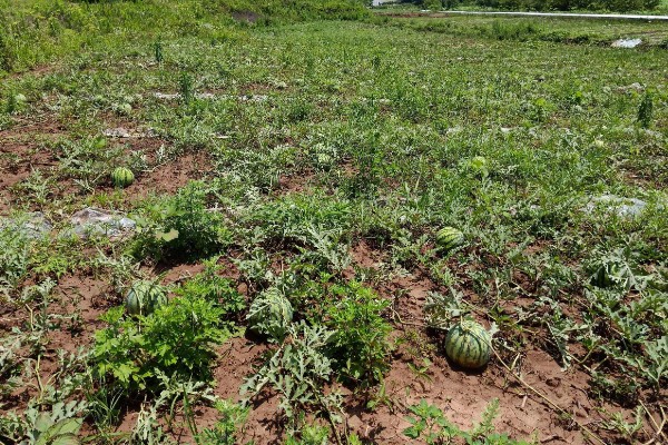 露地西瓜的种植方法,种植密度为600-800株一亩
