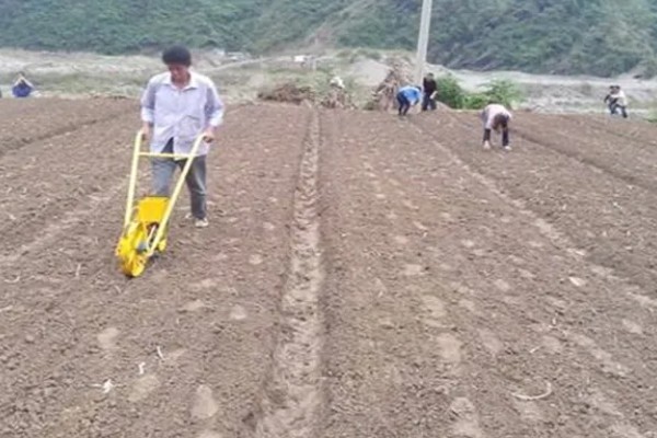 露地西瓜的种植方法,种植密度为600-800株一亩