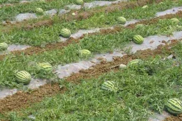 露地西瓜的种植方法,种植密度为600-800株一亩