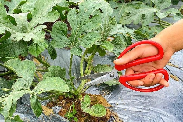露地西瓜的种植方法,种植密度为600-800株一亩