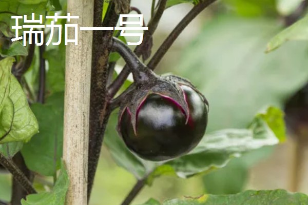 圆茄子有什么好品种，瑞茄一号、六叶茄等品种产量高品质好