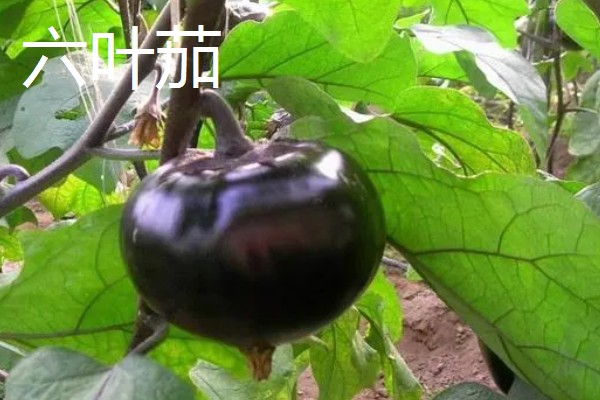 圆茄子有什么好品种，瑞茄一号、六叶茄等品种产量高品质好