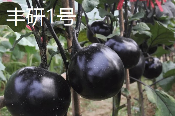 圆茄子有什么好品种，瑞茄一号、六叶茄等品种产量高品质好