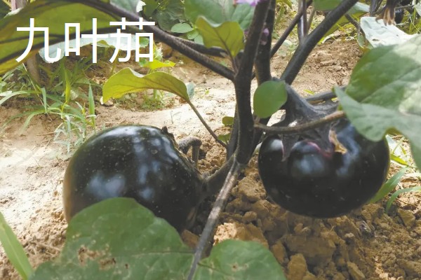 圆茄子有什么好品种，瑞茄一号、六叶茄等品种产量高品质好