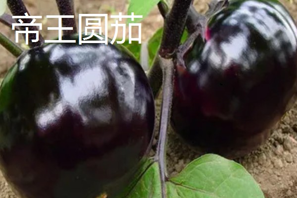 圆茄子有什么好品种，瑞茄一号、六叶茄等品种产量高品质好