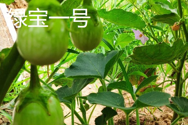 圆茄子有什么好品种，瑞茄一号、六叶茄等品种产量高品质好