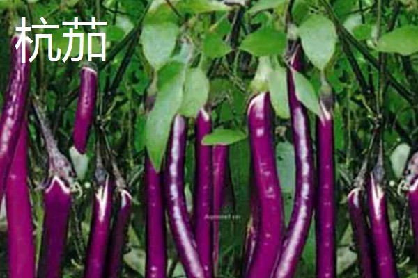 圆茄子有什么好品种，瑞茄一号、六叶茄等品种产量高品质好