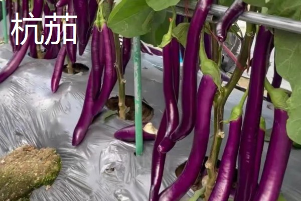圆茄子有什么好品种，瑞茄一号、六叶茄等品种产量高品质好