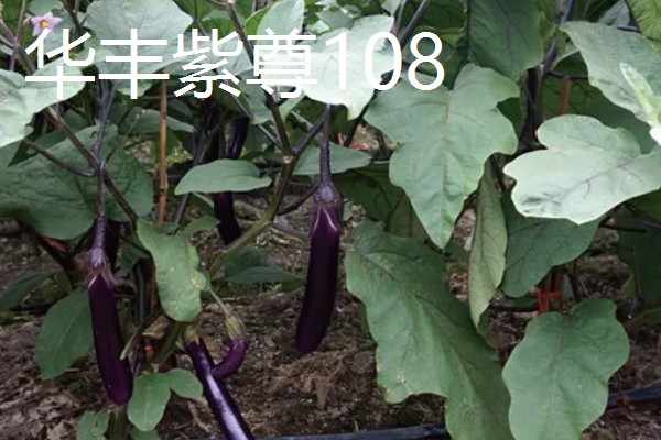 圆茄子有什么好品种，瑞茄一号、六叶茄等品种产量高品质好
