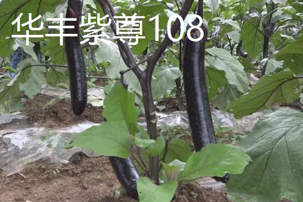 圆茄子有什么好品种，瑞茄一号、六叶茄等品种产量高品质好