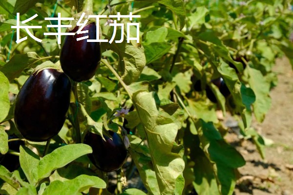 圆茄子有什么好品种，瑞茄一号、六叶茄等品种产量高品质好