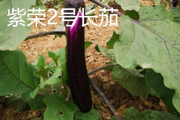 圆茄子有什么好品种，瑞茄一号、六叶茄等品种产量高品质好