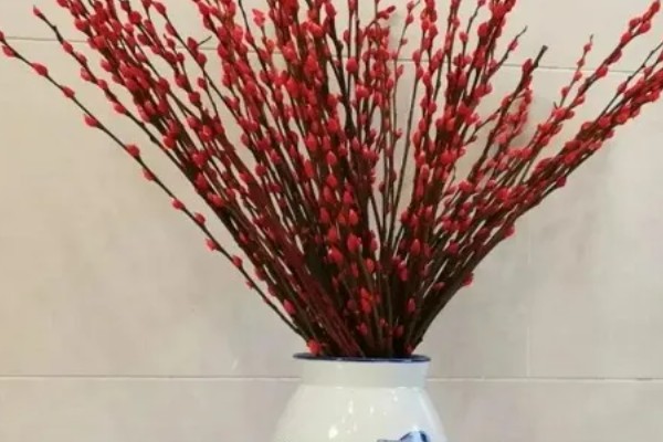 银柳有什么花语，寓意渴望自由、无拘无束、超然洒脱