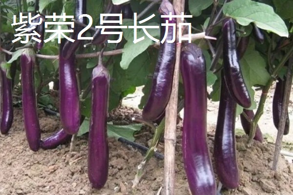 圆茄子有什么好品种，瑞茄一号、六叶茄等品种产量高品质好