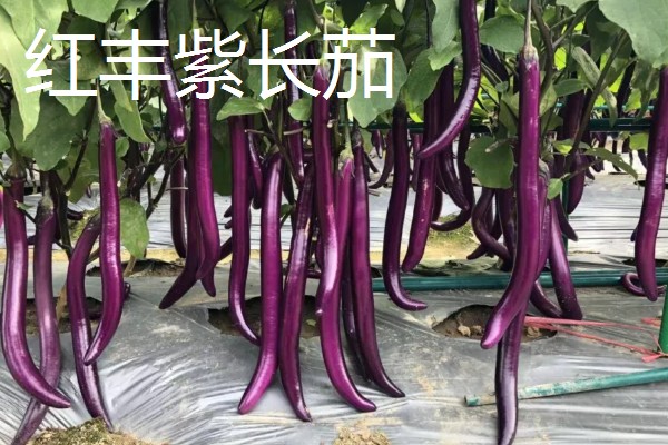 圆茄子有什么好品种，瑞茄一号、六叶茄等品种产量高品质好