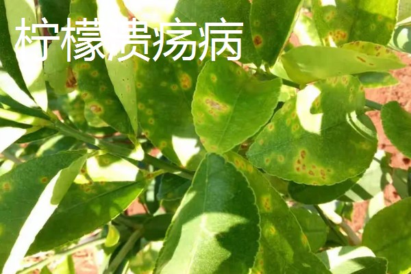 柠檬扦插苗结果所需时间，经过2-3年左右就能挂果