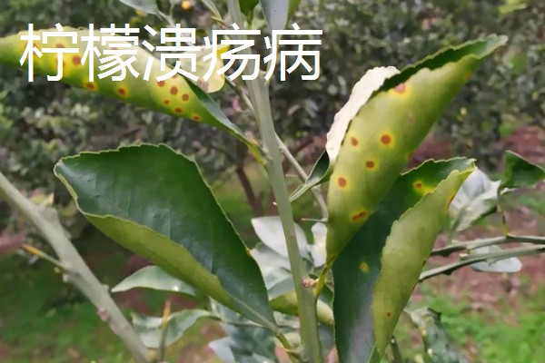 柠檬扦插苗结果所需时间，经过2-3年左右就能挂果