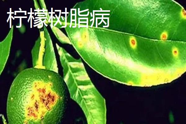 柠檬扦插苗结果所需时间，经过2-3年左右就能挂果