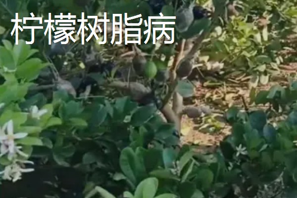 柠檬扦插苗结果所需时间，经过2-3年左右就能挂果