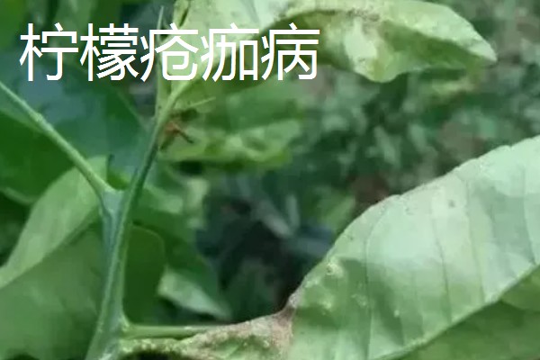 柠檬扦插苗结果所需时间，经过2-3年左右就能挂果