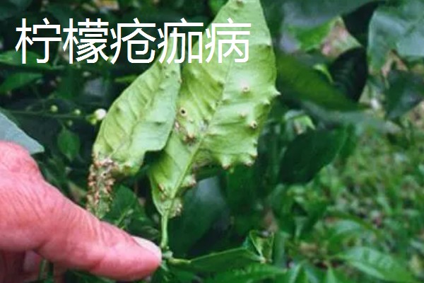 柠檬扦插苗结果所需时间，经过2-3年左右就能挂果