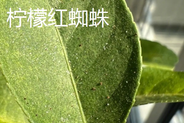 柠檬扦插苗结果所需时间，经过2-3年左右就能挂果