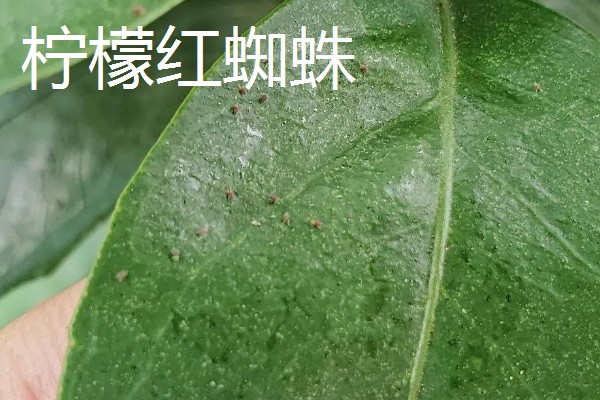 柠檬扦插苗结果所需时间，经过2-3年左右就能挂果