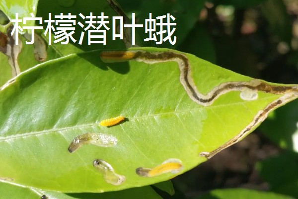 柠檬扦插苗结果所需时间，经过2-3年左右就能挂果