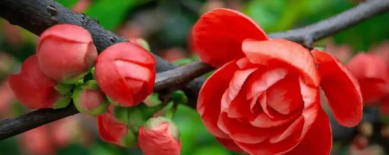 海棠花是不是完全花，属于完全花可以自花授粉或异花授粉