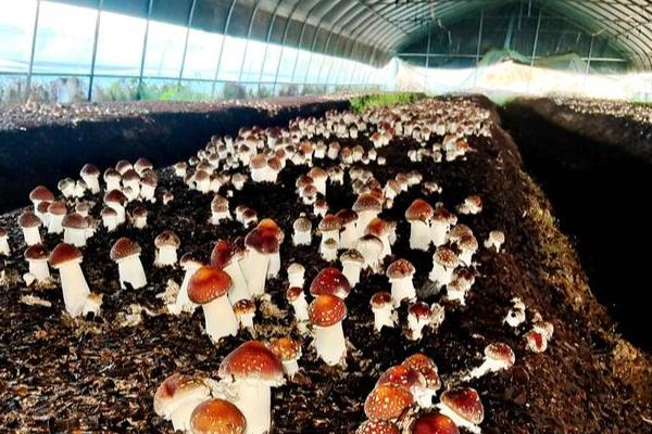 种植大球盖菇的前景,容易被消费者接受前景可观
