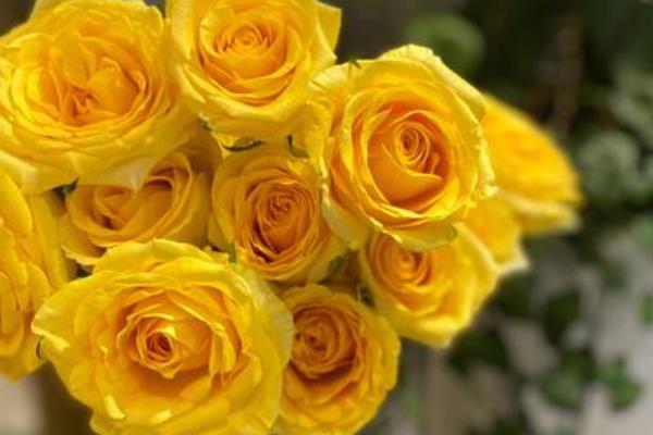 11朵玫瑰花的含义，代表我只在乎你、爱你一生一世