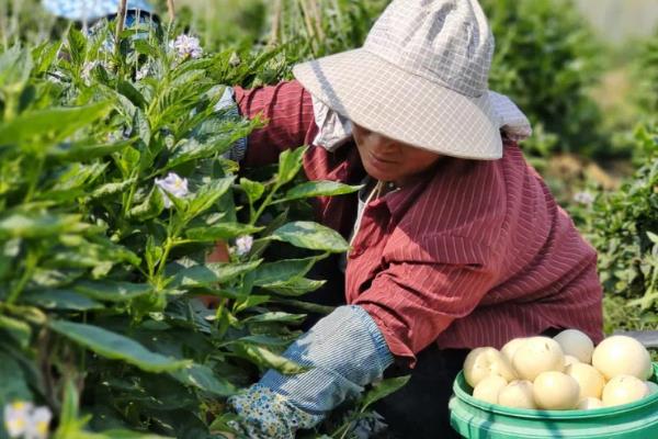 人参果怎么种植，最低温度不可低于10度